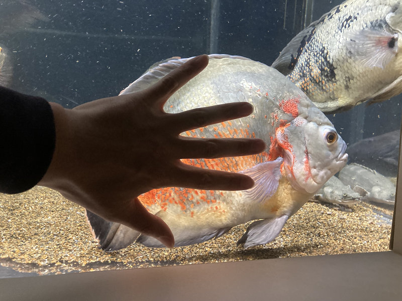 オスカーの大きさを手と比較してわかるようにした写真