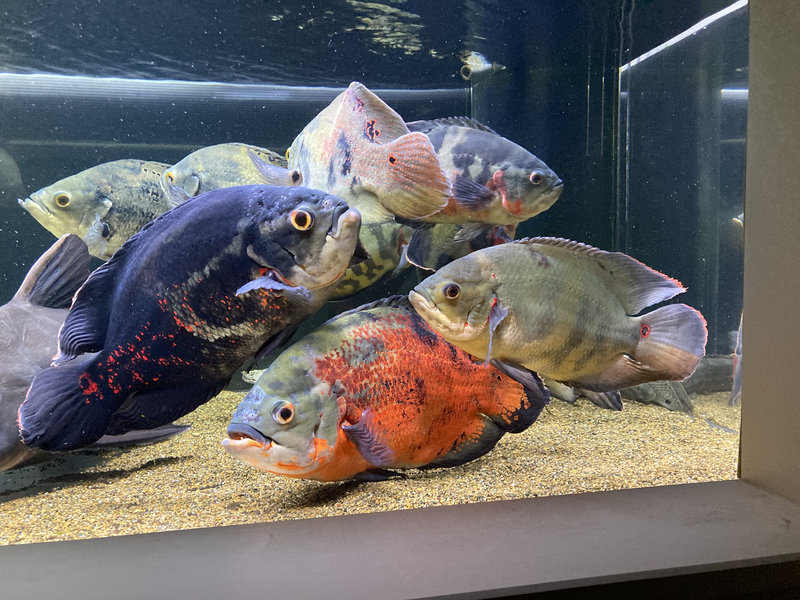 頭部穴あき病で頭の一部に穴が開いてしまっているオスカーの写真