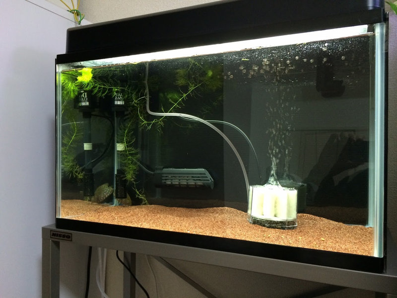 オスカーは物陰に隠れているが、60cm水槽を上部濾過と投げ込みフィルターで管理している様子