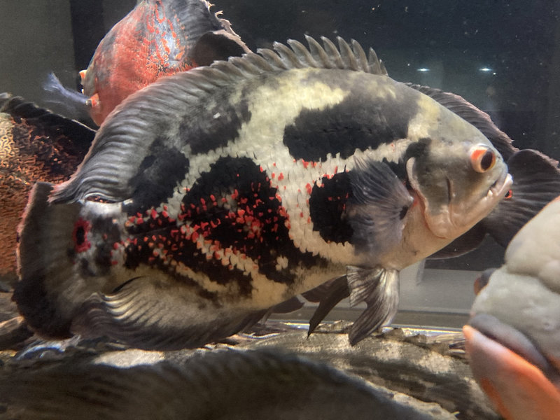 発色が良く鮮やかな体色になったレッドベリーオスカーの写真