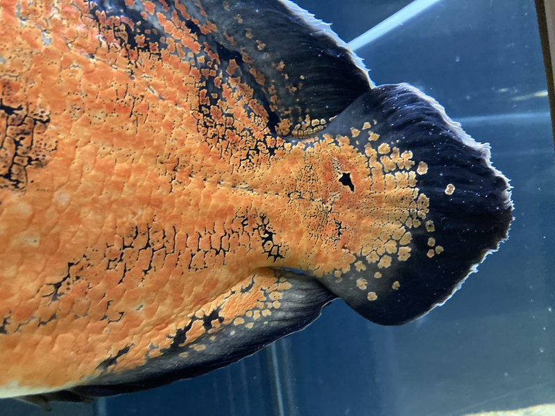 白点病が発症してしまったオスカーの写真