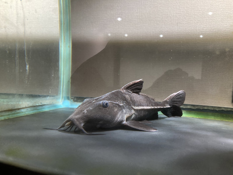 オキシドラス2か月半の様子