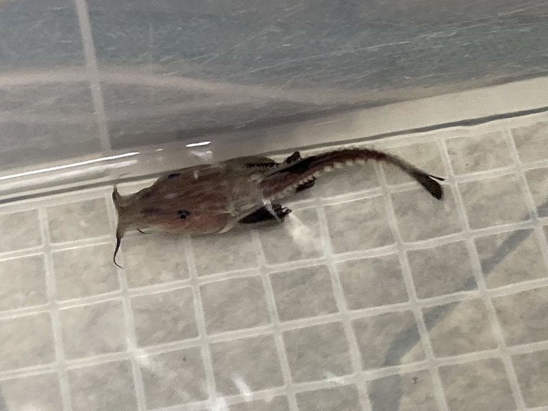 オキシドラスの幼魚