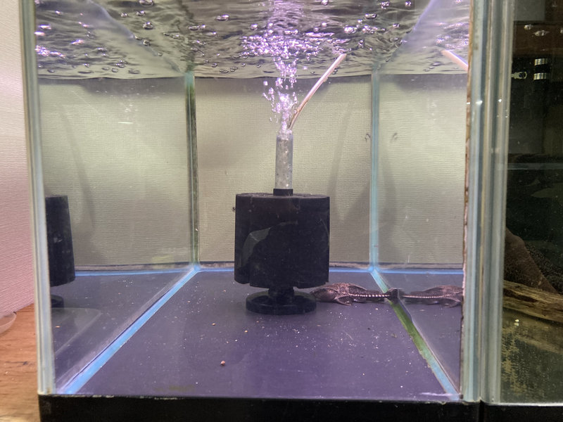 オキシドラスの幼魚をスポンジフィルターで飼育する様子