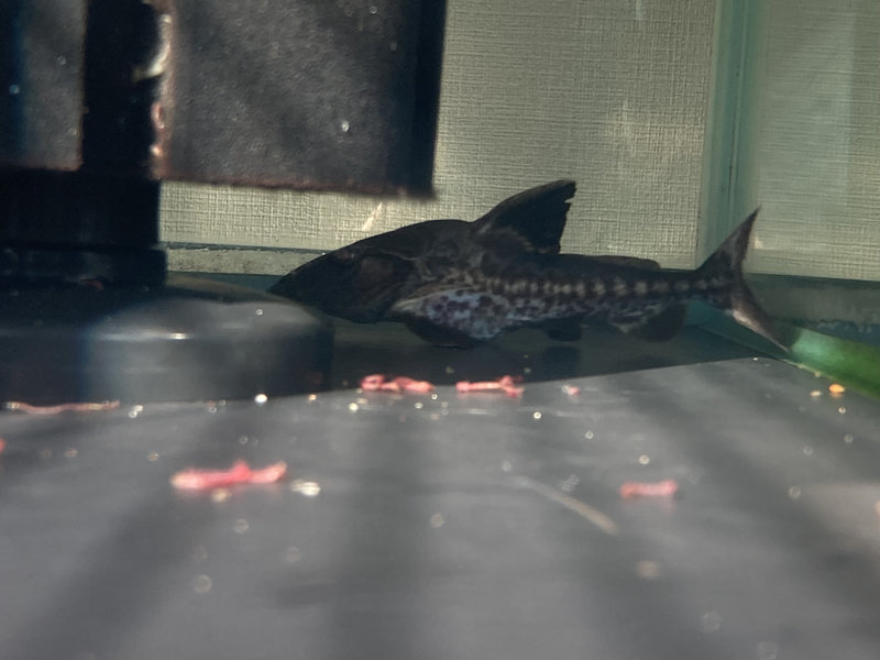 オキシドラスがの幼魚が赤虫を食べてお腹が膨れている様子