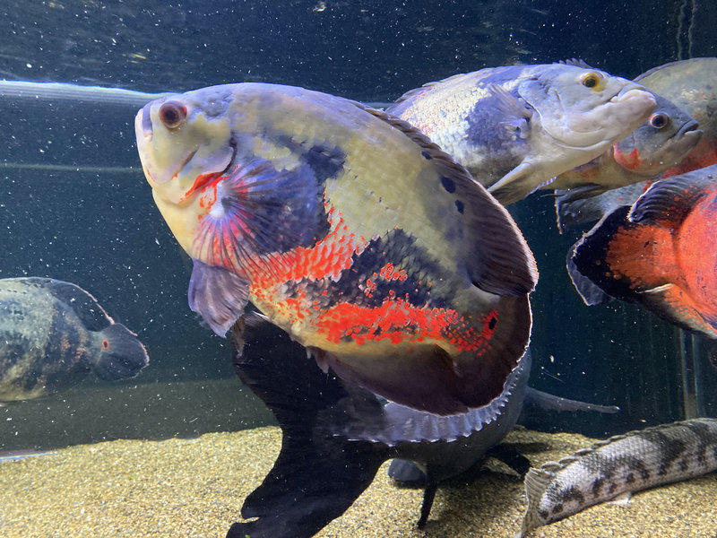 腹部が赤く発色しているレッドベリーオスカー