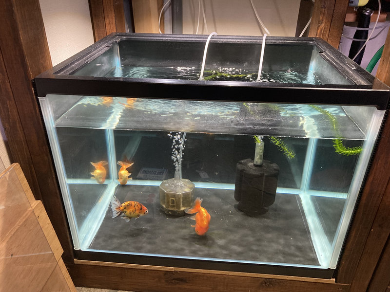 底面ブラック化した水槽で金魚を飼育する様子