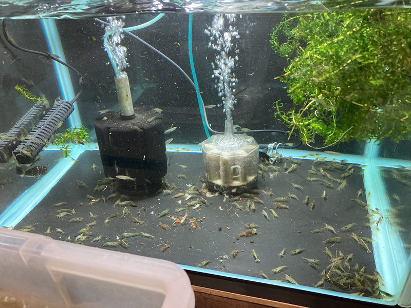 ブラックシリコンを使用した水槽でエビを沢山飼育している様子