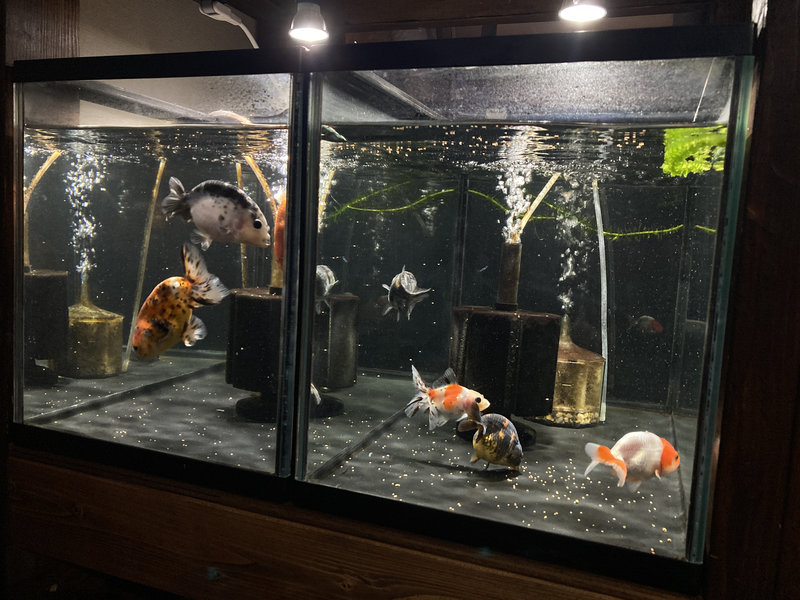 餌を食べている金魚の様子