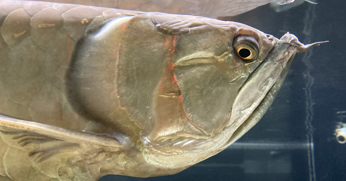 シルバーアロワナの横顔