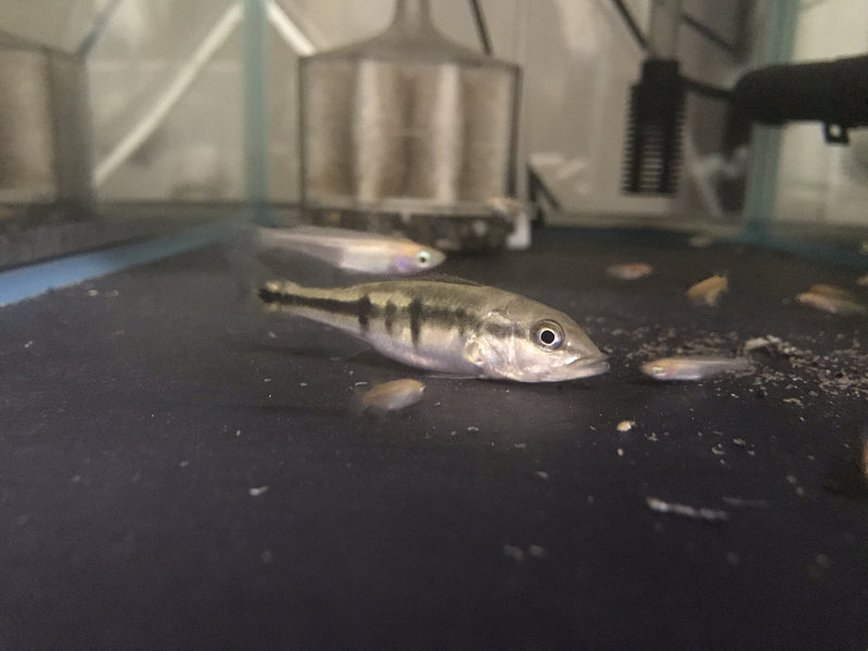 キクラ・インターメディア 導入直後 幼魚の様子