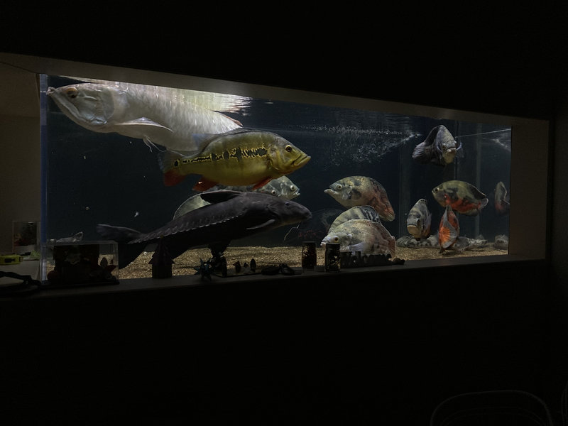 キクラ・インターメディア 成魚 水槽内の様子 まとめ