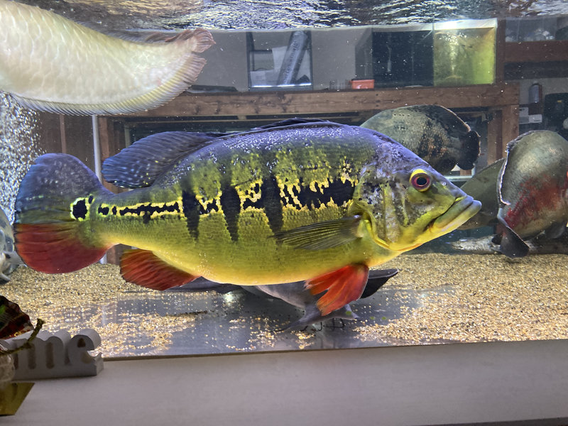 キクラ・インターメディア 50cm 成魚 水槽内の様子