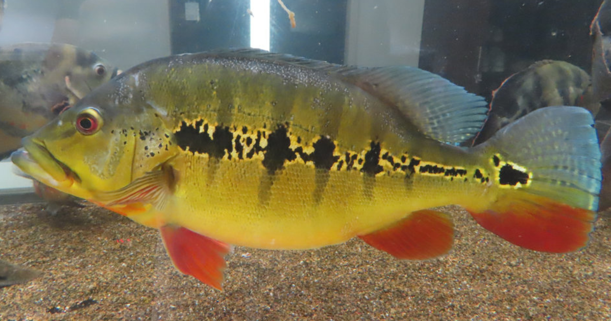 50㎝前後あるキクラインターメディア