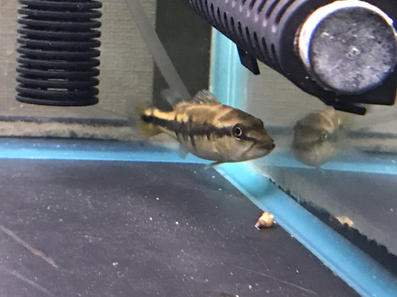 キクラ・インターメディア 初期飼育 60cm水槽