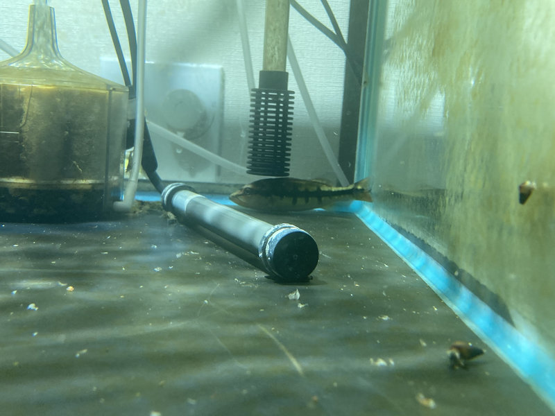 キクラ・インターメディア 飼育1か月 成長記録