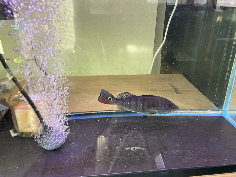 キクラ・インターメディア 飼育7か月 体色の変化