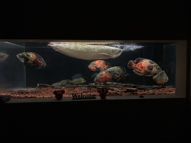 キクラ・インターメディア 混泳開始 180cm水槽