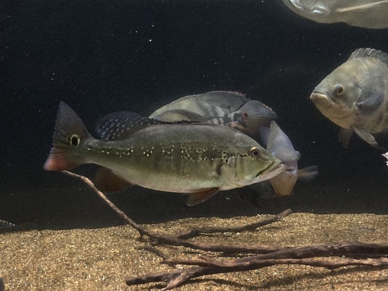 キクラ・インターメディア 飼育1年 サイズ比較