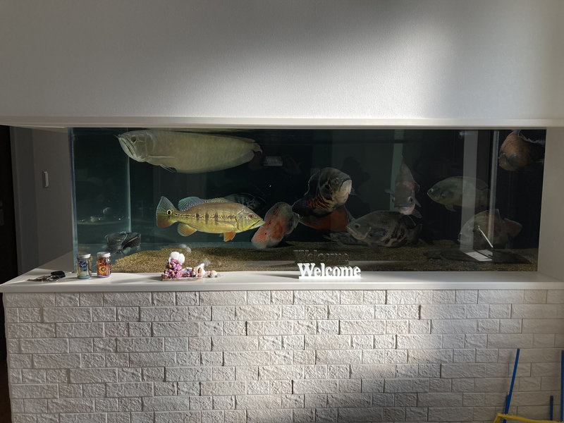 キクラ・インターメディア 飼育2年 発色の変化