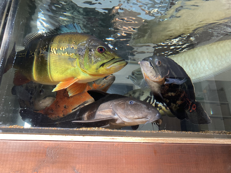 キクラ・インターメディア 成魚 発色の特徴