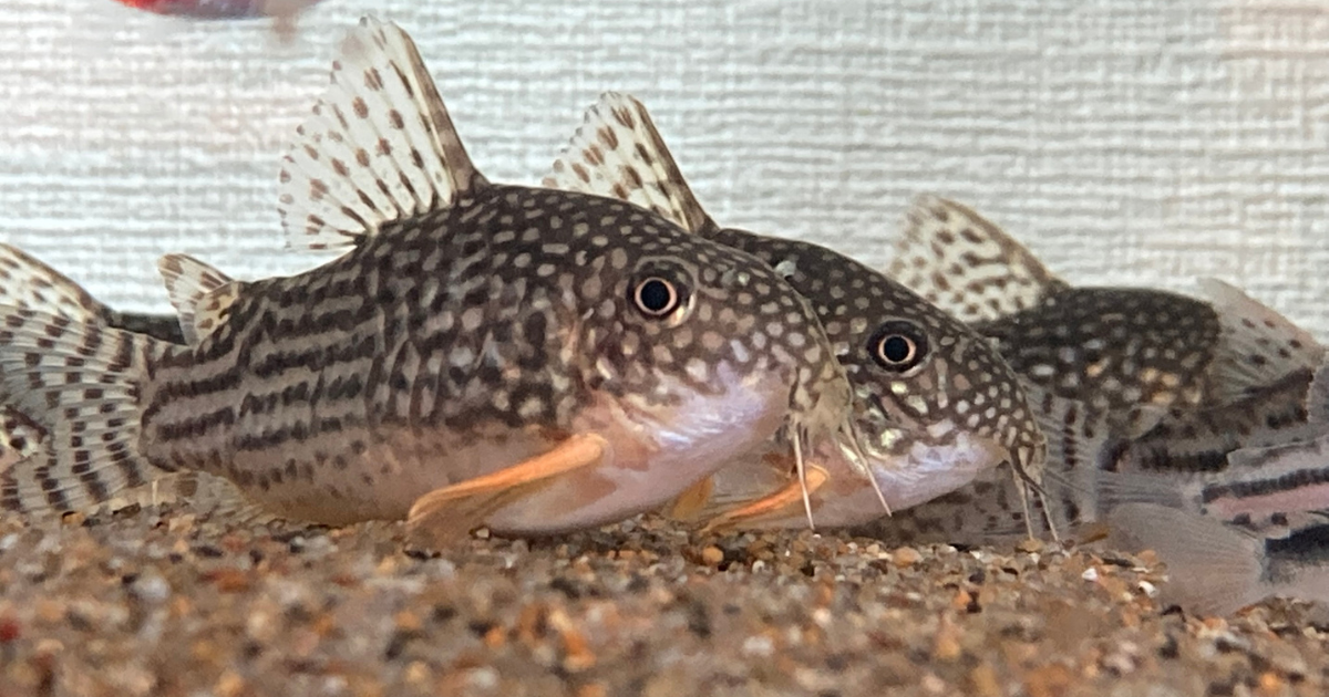 コリドラスの飼育方法を実体験で解説。50匹飼育の環境、水槽設備、餌、換水頻度、底砂管理、ヒゲ溶け対策まで詳しく紹介。