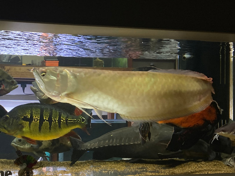 180cm水槽で泳ぐシルバーアロワナの全体写真