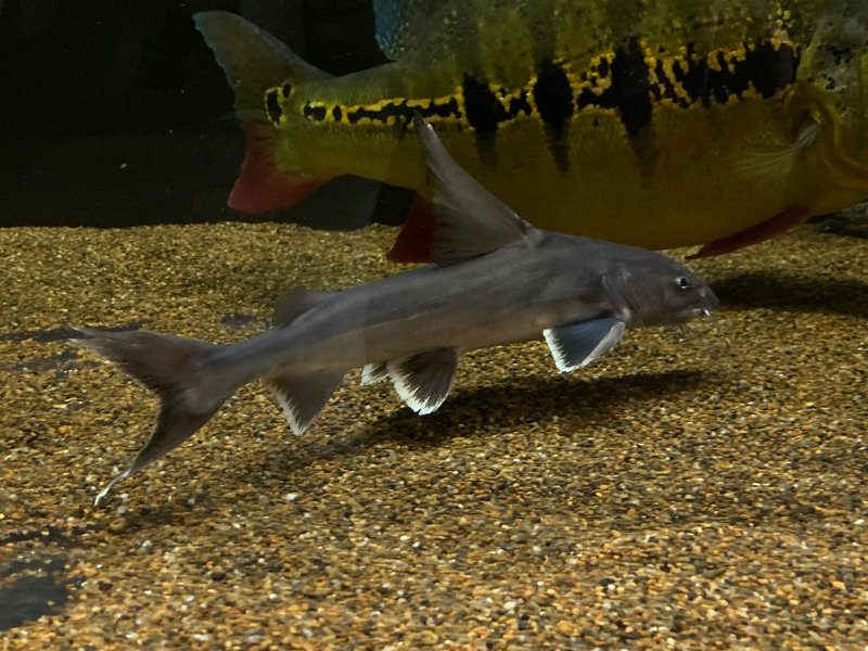 サメのような姿に成長するスタージョンシーキャット