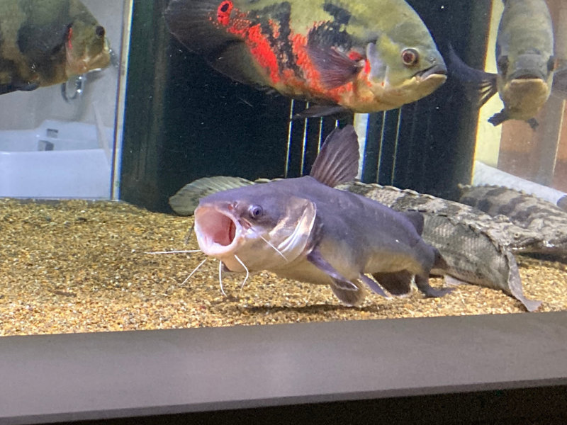 活発に泳ぐパプアンサーモンキャットの飼育個体