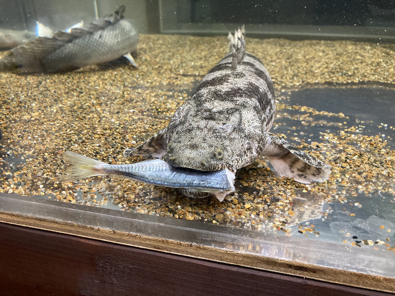 古代魚ポリプテルスの混泳水槽での飼育個体