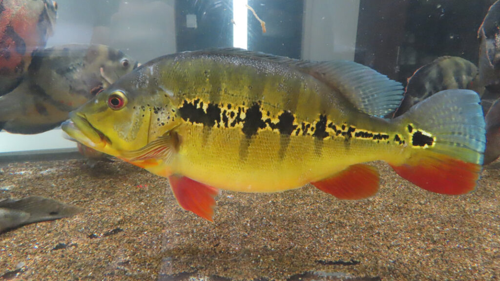 鮮やかな体色が特徴のキクラ・インターメディア