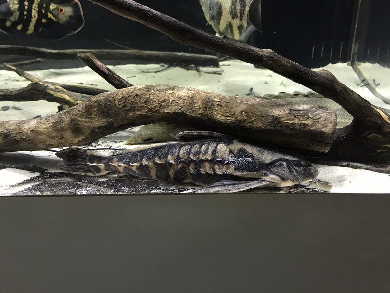 メガロドラス 180cm水槽 混泳開始時の様子