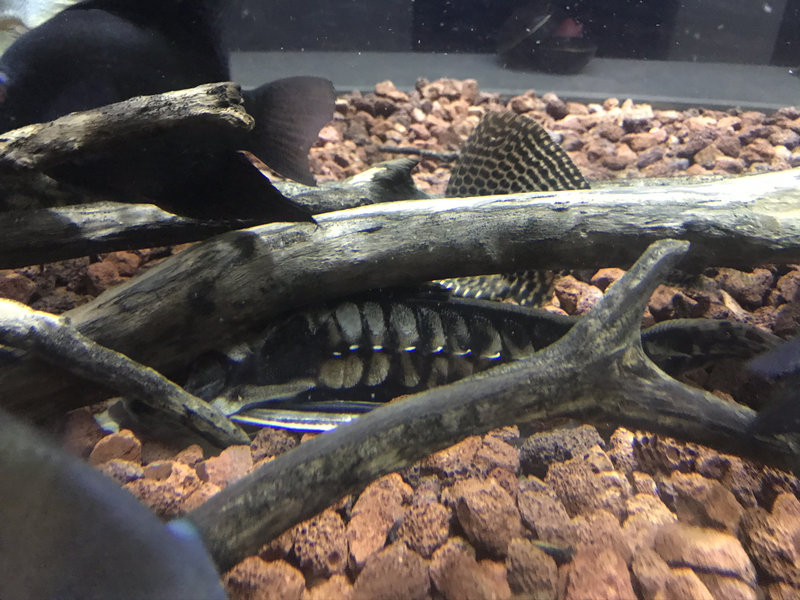 メガロドラス 流木に隠れている様子