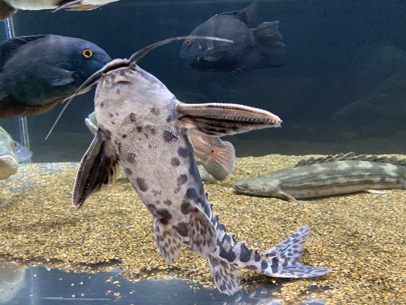 メガロドラス 大型魚混泳水槽での様子 他魚との共存