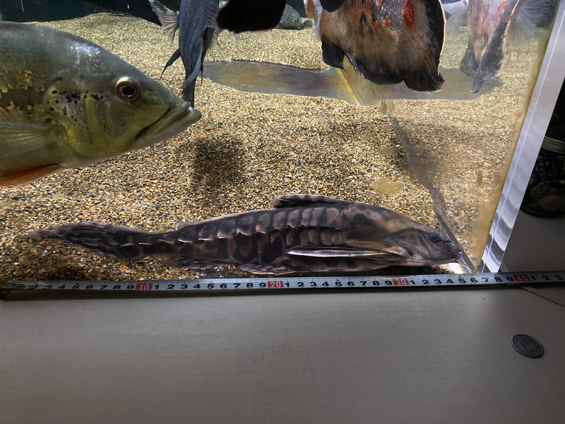 メガロドラス 飼育4年 約35cm 成長した個体