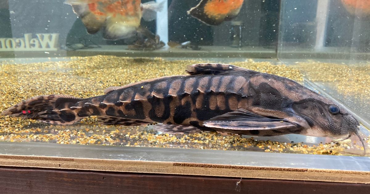 メガロドラス　45㎝ある個体