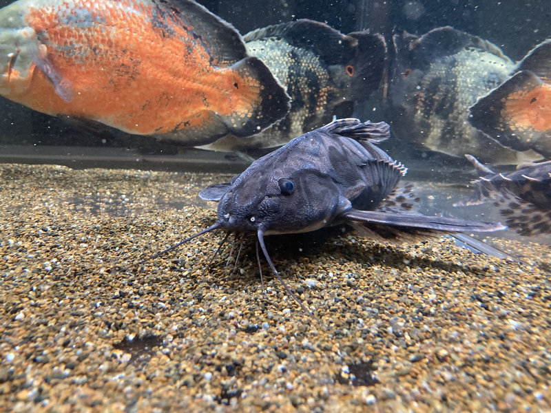 メガロドラス　胸鰭を広げている様子