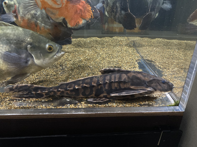 メガロドラス 飼育7年個体 約45cm 水槽内の全体像