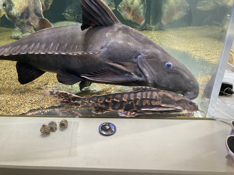 メガロドラス 飼育個体 側面からの様子 成長した体格