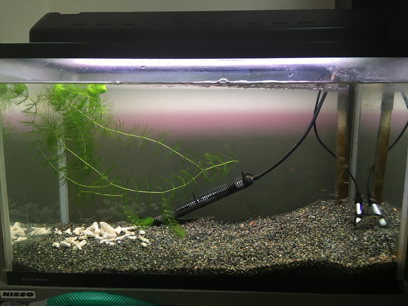 メガロドラス 導入直後 小型個体 隠れている様子