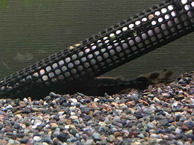 メガロドラス 物陰に隠れる習性 初期飼育時の様子