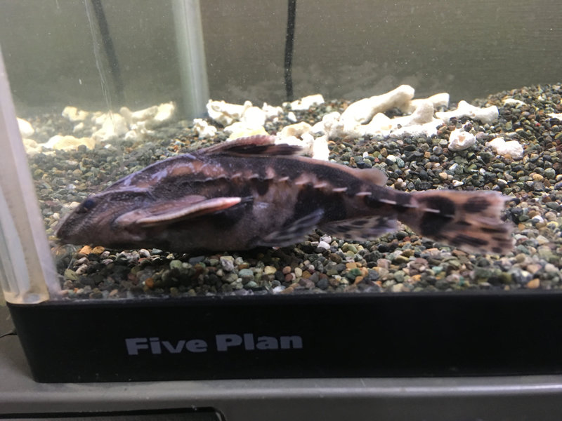 メガロドラス 餌を食べ腹が膨れている様子