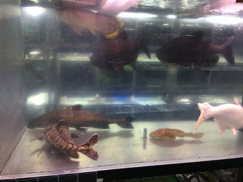 メガロドラス 大型個体 約60cmクラス 水槽内での様子