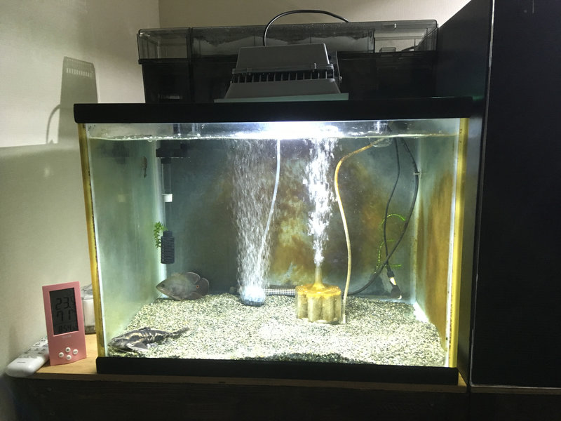 メガロドラス 飼育4か月 成長途中の個体 約15cm