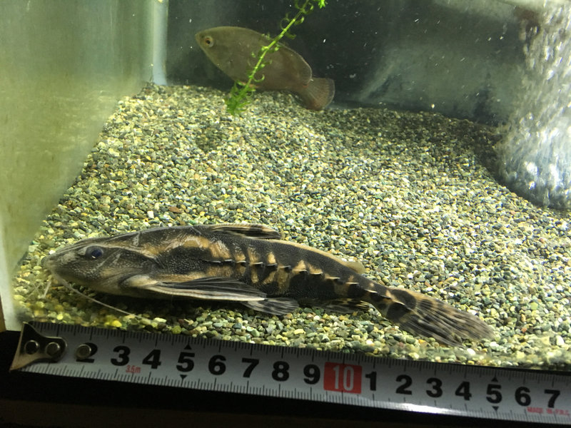 メガロドラス 幼魚期 成長過程の様子 水槽内