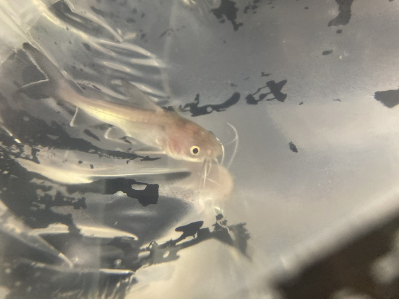 パプアンサーモンキャット 導入直前 幼魚