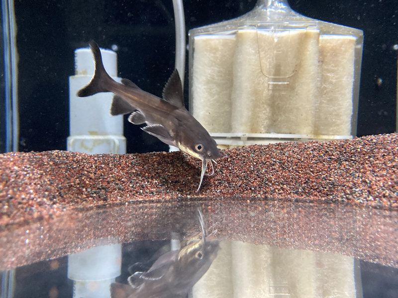 パプアンサーモンキャット 導入直後 幼魚