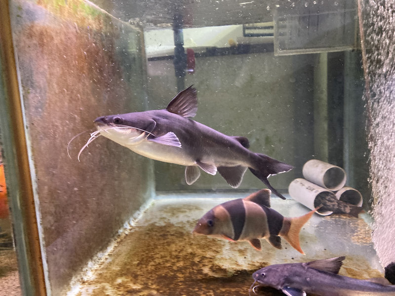 パプアンサーモンキャット 5か月 成長記録