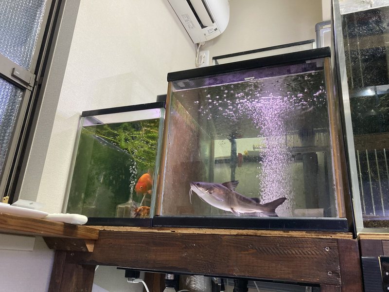 パプアンサーモンキャット 5か月 水槽の環境