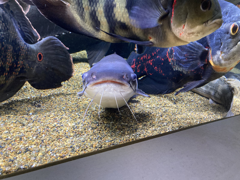 パプアンサーモンキャット 180cm水槽 混泳　正面からの写真